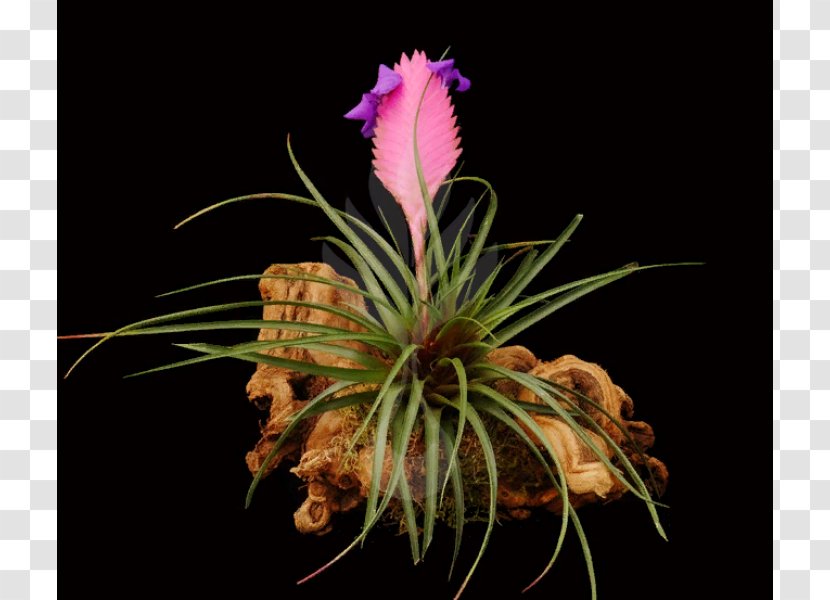 Bromeliads Pink Quill Flower Tillandsia Stricta Orchids Transparent PNG