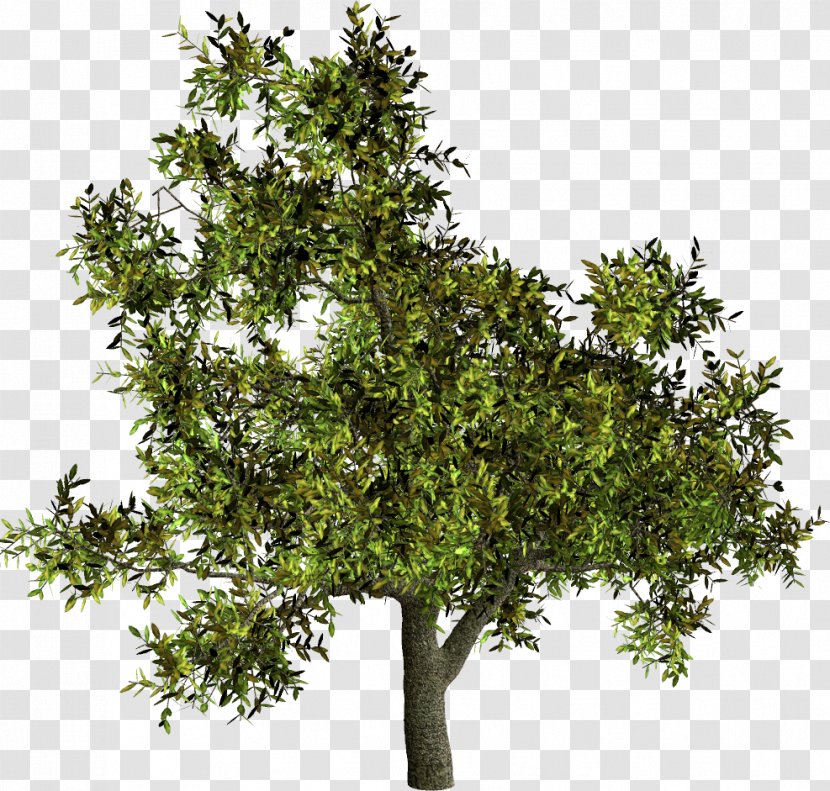 Tree Shrub Woody Plant French Lavender - Oak Transparent PNG