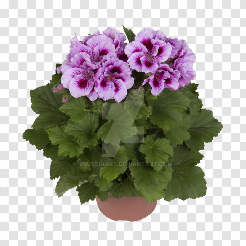 Regal Pelargonium Garden Geranium Flower Plant Seed - Geraniales Transparent PNG