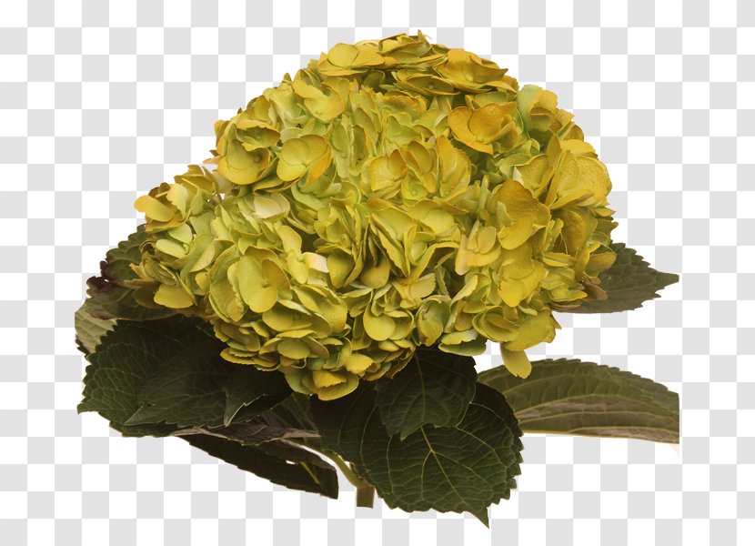 Hydrangea Flowers Gallery Yellow Red Cut - Jetty - Flower Transparent PNG