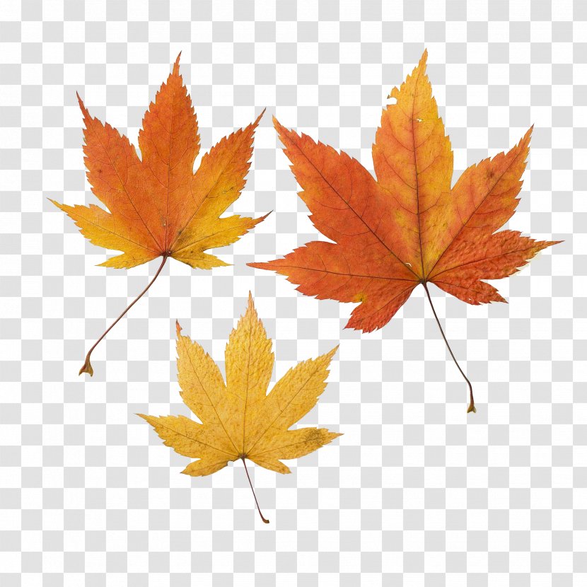 Maple Leaf Autumn Color - Three Leaves Transparent PNG