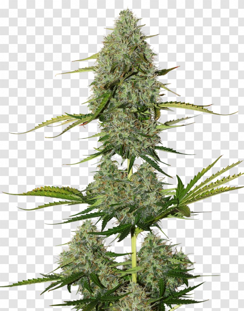 Autoflowering Cannabis Seed White Widow Sativa - Tetrahydrocannabinol Transparent PNG