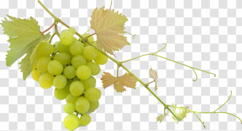 Wine Grape Trebbiano Balsamic Vinegar Fruit Salad - Vitis Transparent PNG