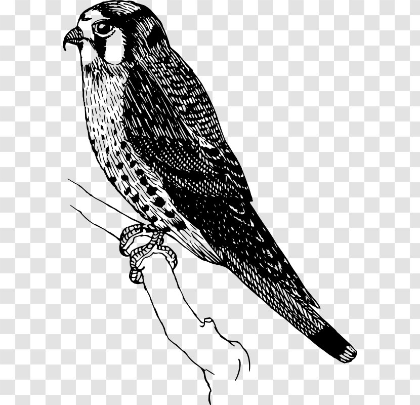 Bird Clip Art - Cuculiformes - Sparrow Transparent PNG