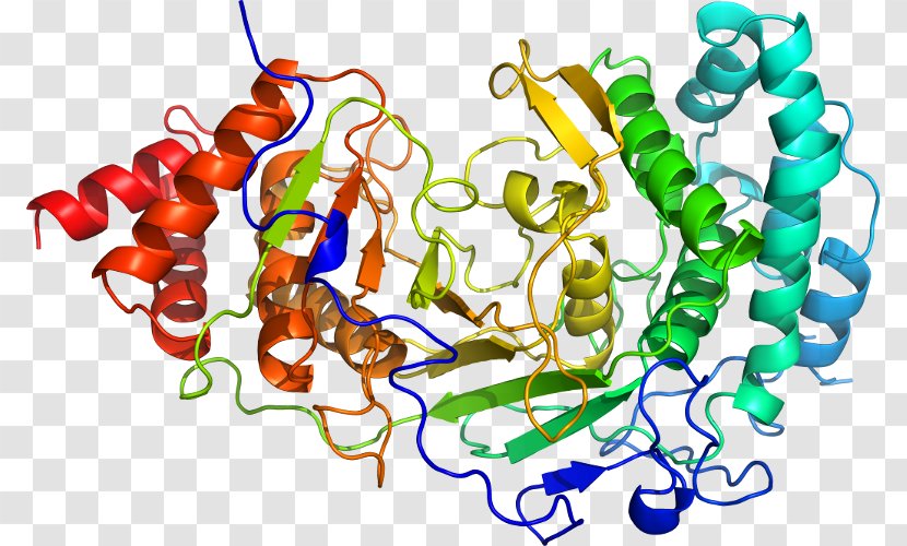 Art Organism Clip - Poly Adpribose Polymerase Transparent PNG