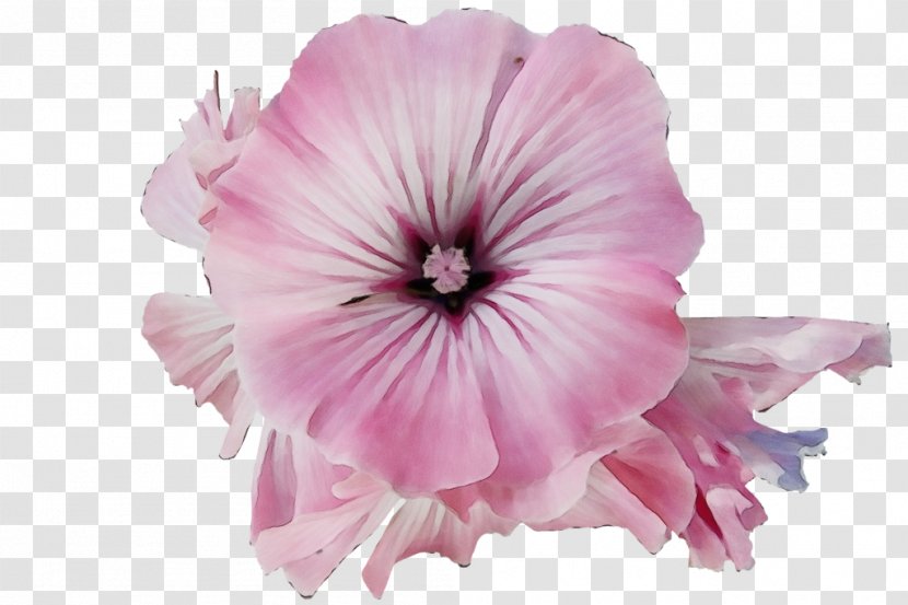 Petal Pink Flower Plant Petunia - Geranium - Morning Glory Transparent PNG