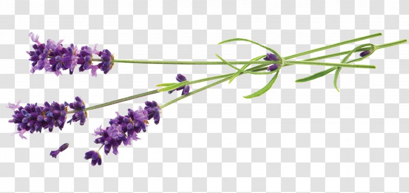 Lavender Flower Stock Photography Plant - Flowering - Stereoscopic Transparent PNG