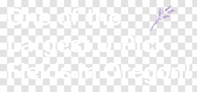 Desktop Wallpaper Close-up Line Computer Font - Violet - Lavender Fields Transparent PNG