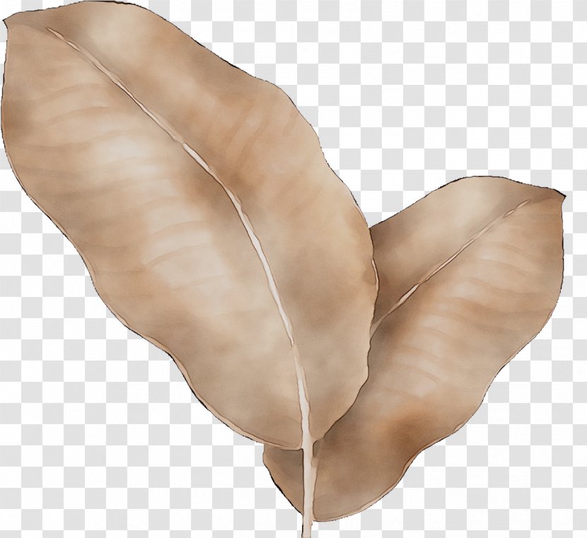 Neck - Plant - Leaf Transparent PNG