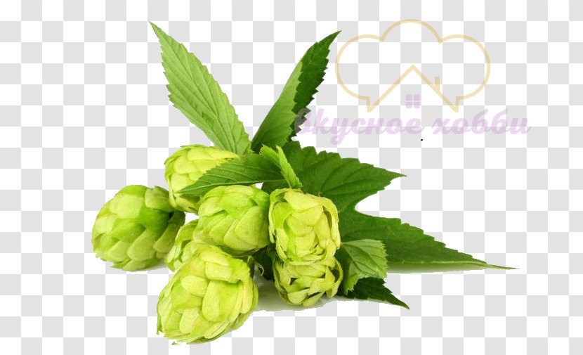 Beer Brewing Grains & Malts Hops Whiskey - Brewery Transparent PNG