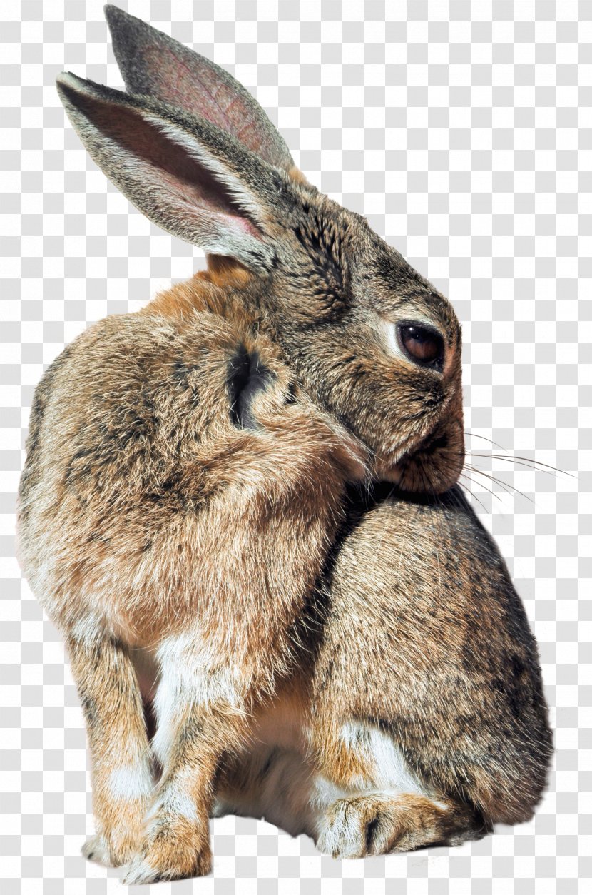 Hare Domestic Rabbit Cottontail Rabbit-proof Fence Transparent PNG