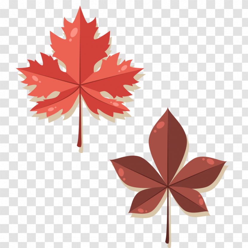 Maple Leaf Autumn - Tree - Leaves Transparent PNG