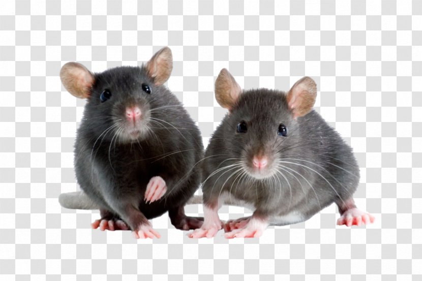 Brown Rat Fancy Mouse Rodent - Pest - Rattan Transparent PNG