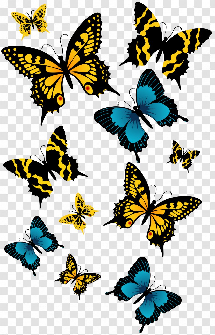 Buterfly - Photography - Brush Footed Butterfly Transparent PNG