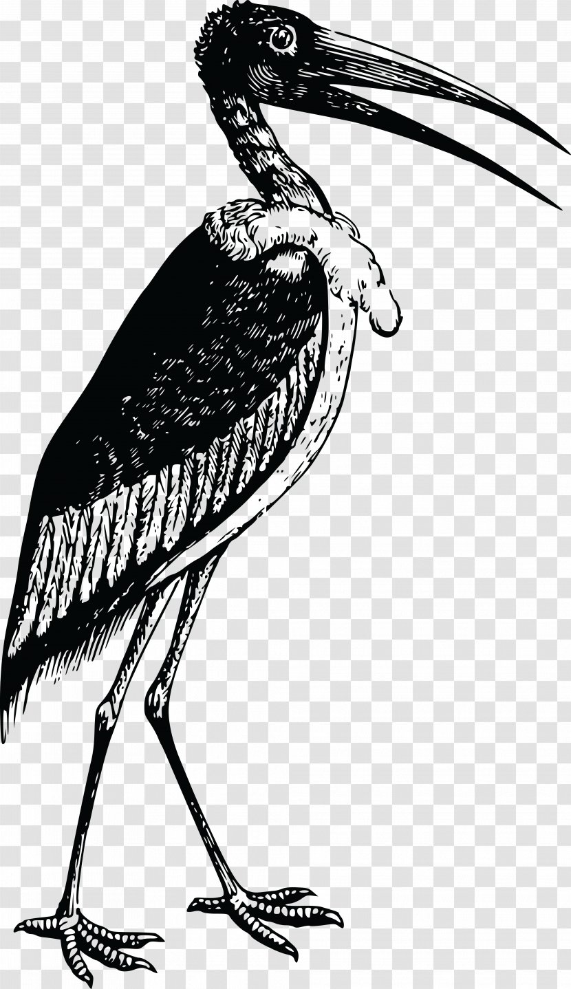 Bird White Stork IPhone 8 7 Plus Clip Art - Beak Transparent PNG