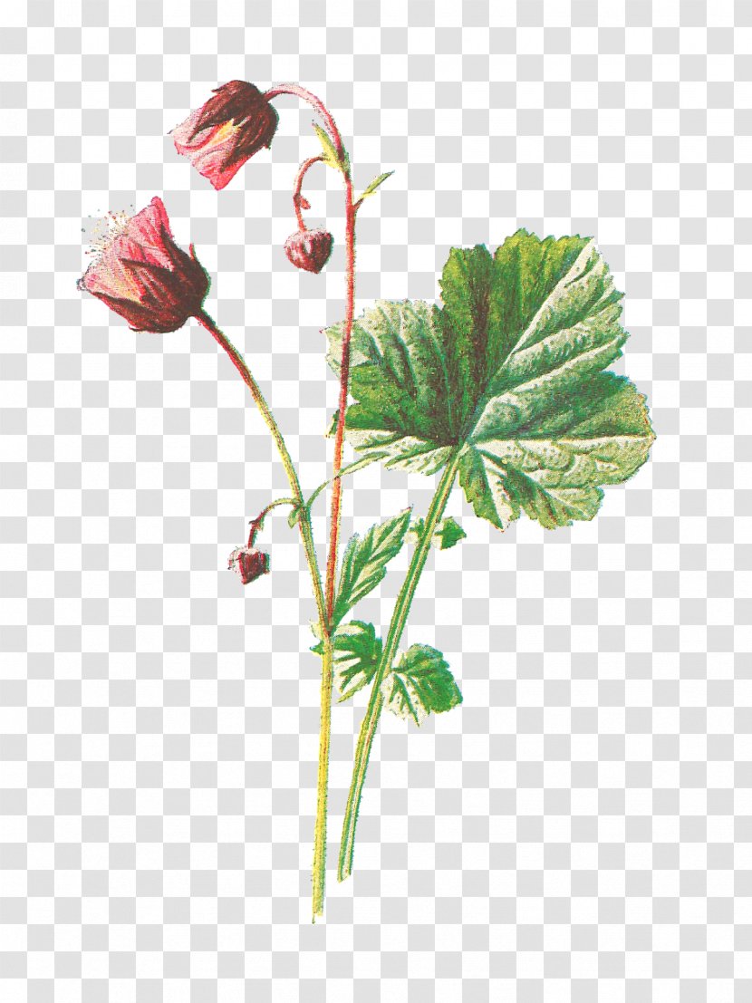 Geum Rivale Familiar Wild Flowers Plant - Botany - Botanical Transparent PNG