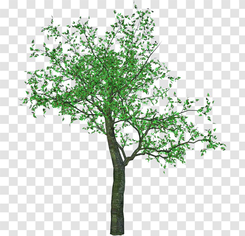 Cherry Blossom Tree Drawing - Leaf - Flamboyan Transparent PNG