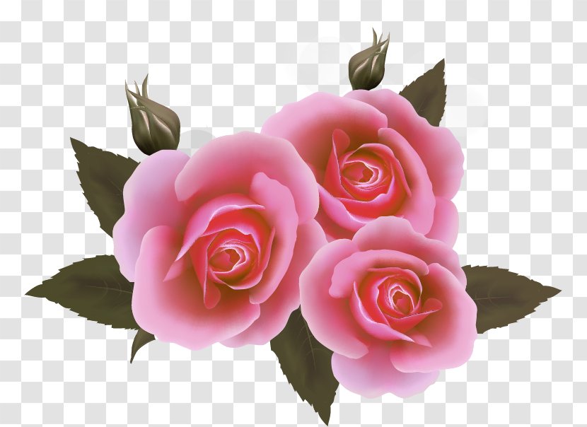 Ribbon Rose Clip Art - Rosa Centifolia Transparent PNG