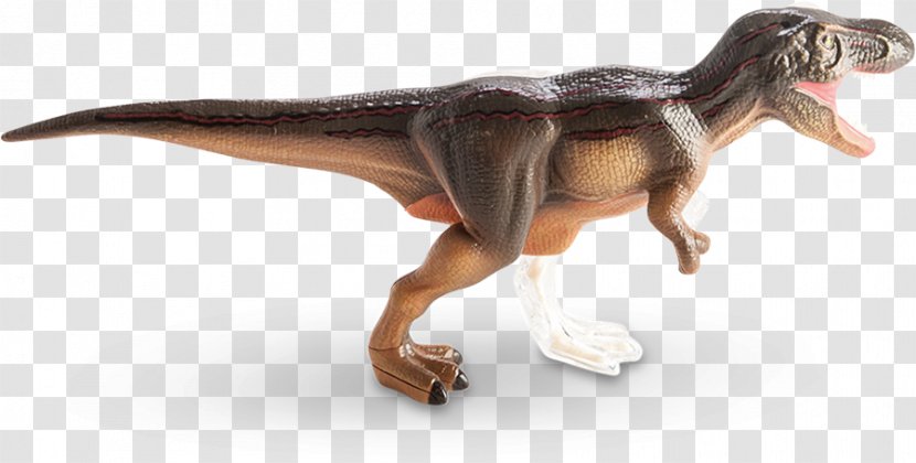 Tyrannosaurus Human Anatomy Dinosaur Sue - Animal Figure Transparent PNG