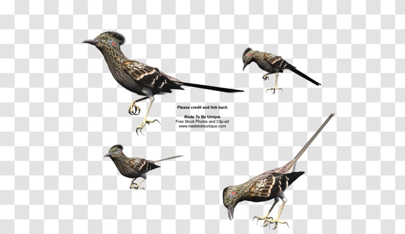 Bird Woodpecker Beak Greater Roadrunner Wile E. Coyote And The Road Runner Transparent PNG