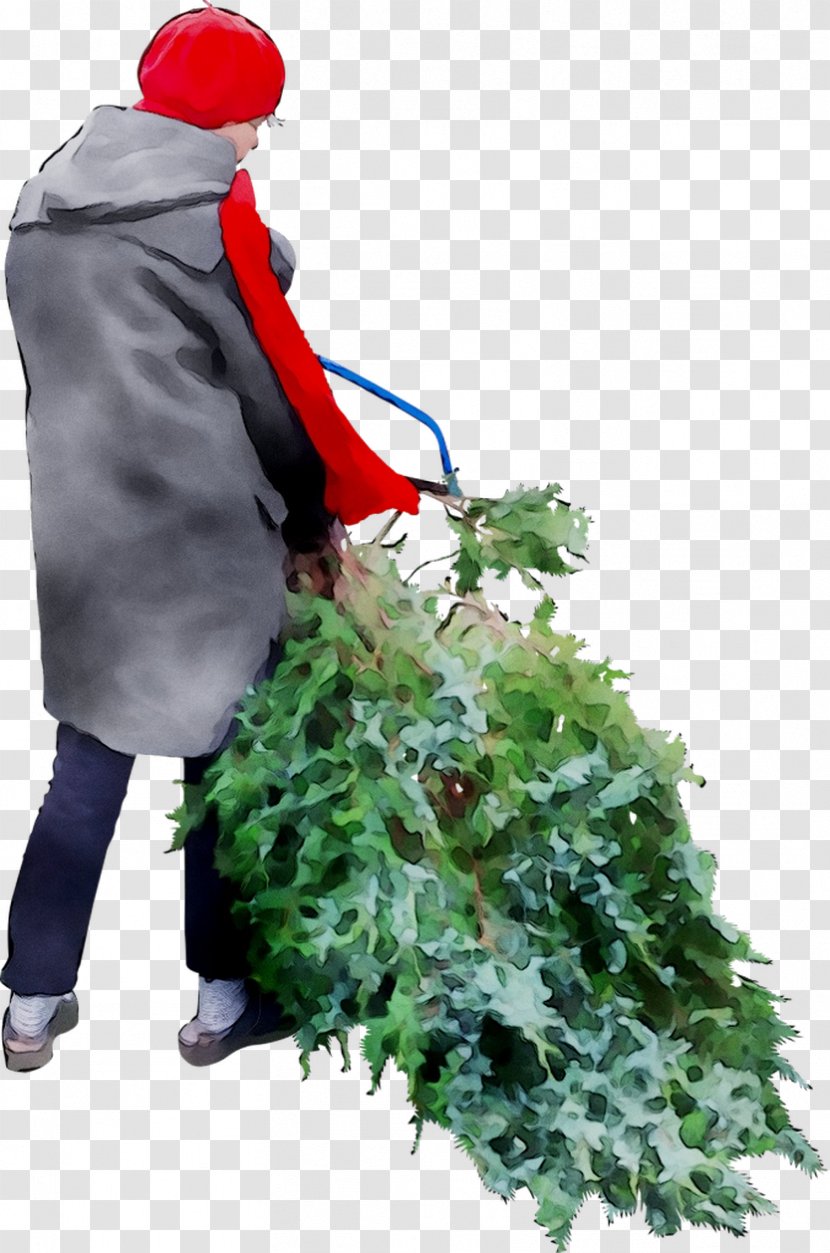 Christmas Tree Fir Day - Plant Transparent PNG