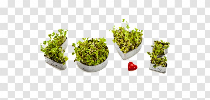 Flowerpot Fruit - Plant - Superfood Transparent PNG