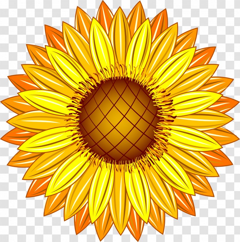 Common Sunflower Yellow Illustration - Flower Transparent PNG