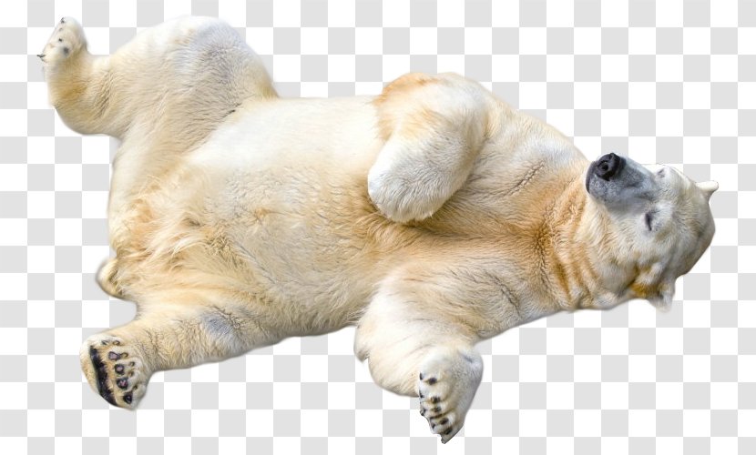 Polar Bear Clip Art - Brown - Transparent Transparent PNG