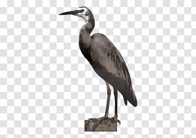 Heron Stork Beak Ibis Wader - Pelecaniformes Transparent PNG