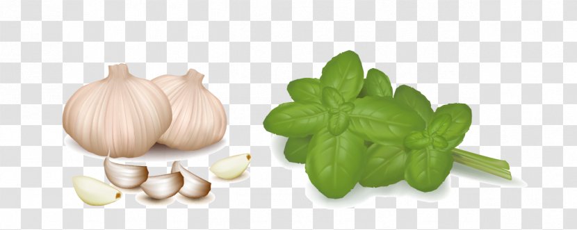 Vegetable Stock Clip Art - Natural Foods - Garlic Transparent PNG