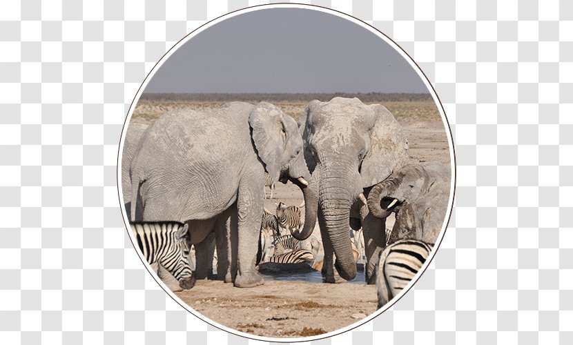 Indian Elephant South Africa African Namibia Safari Transparent PNG
