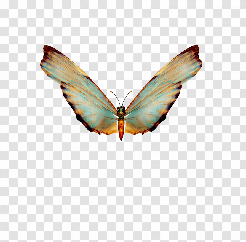 Butterfly Clip Art - Insect - Beautiful Transparent PNG