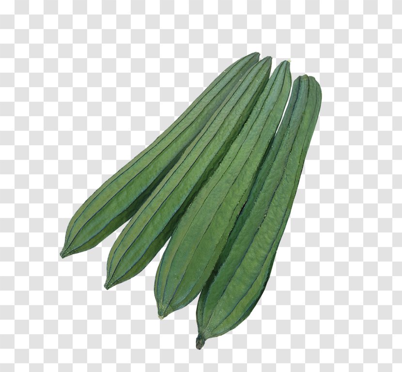 Luffa Cucumber F1 Hybrid Seed Symphony - Geography Transparent PNG