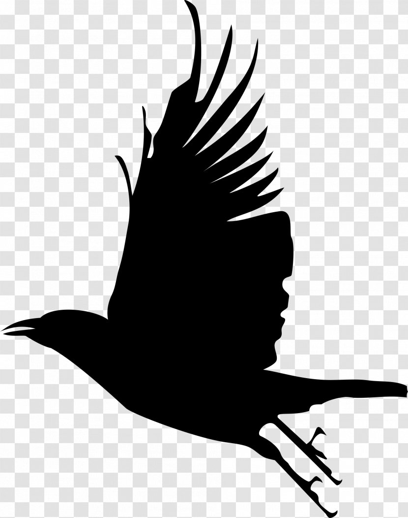 Bird Clip Art Silhouette Crow Image - Common Raven Transparent PNG
