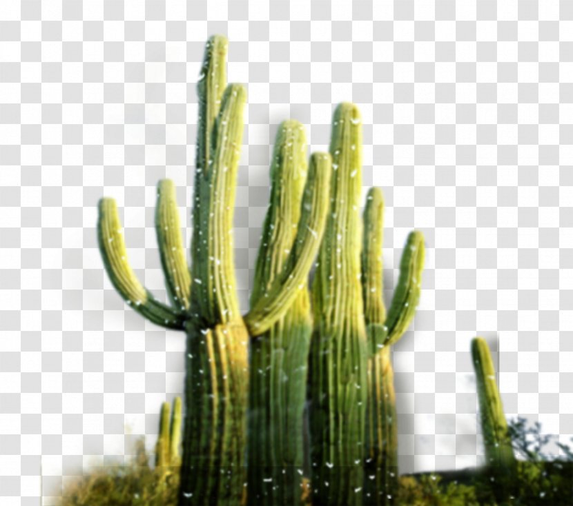 San Pedro Cactus Cactaceae Desert - Serviceoriented Architecture - Creative Green Transparent PNG