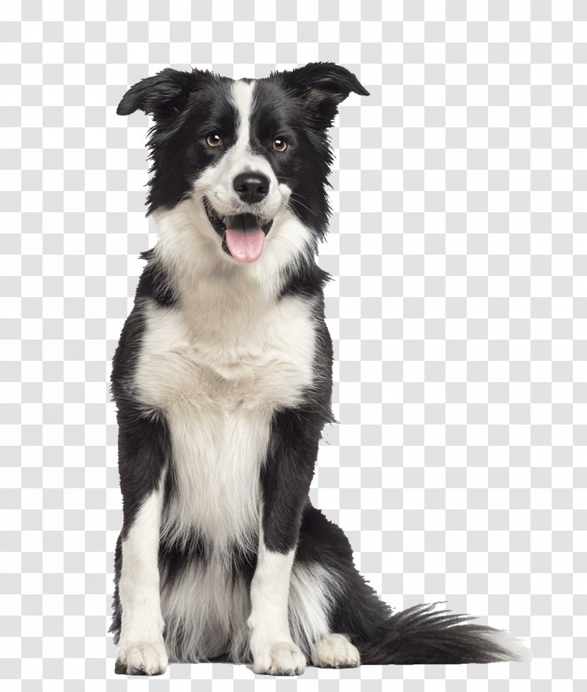 Border Collie Rough German Shepherd Old English Sheepdog Malinois Dog - Carnivoran - Golden Retriever Transparent PNG