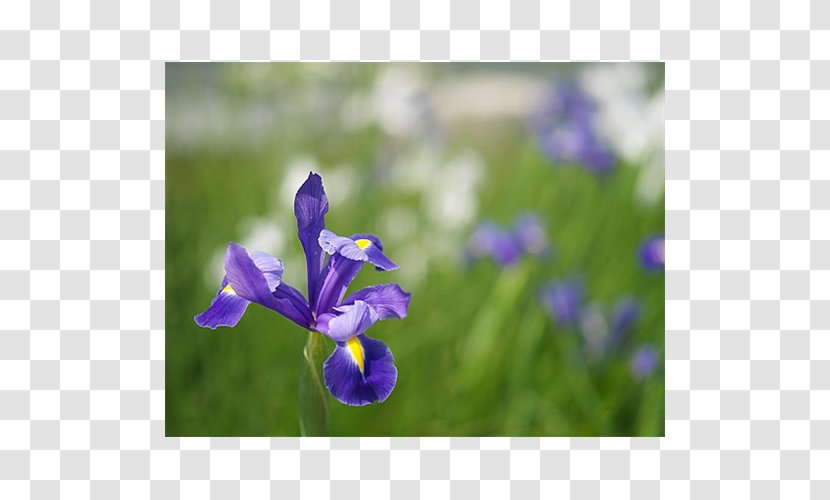 Summer Bulbs Spring Iris × Hollandica Flower - Petal Transparent PNG