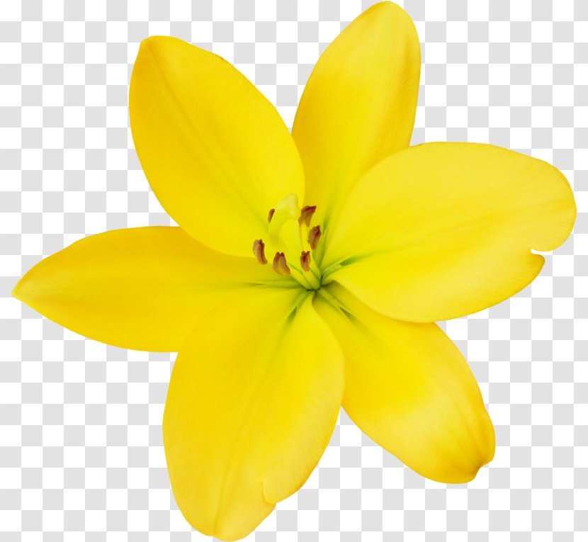 Cut Flowers Petal Herbaceous Plant - Yellow - Lily M Transparent PNG