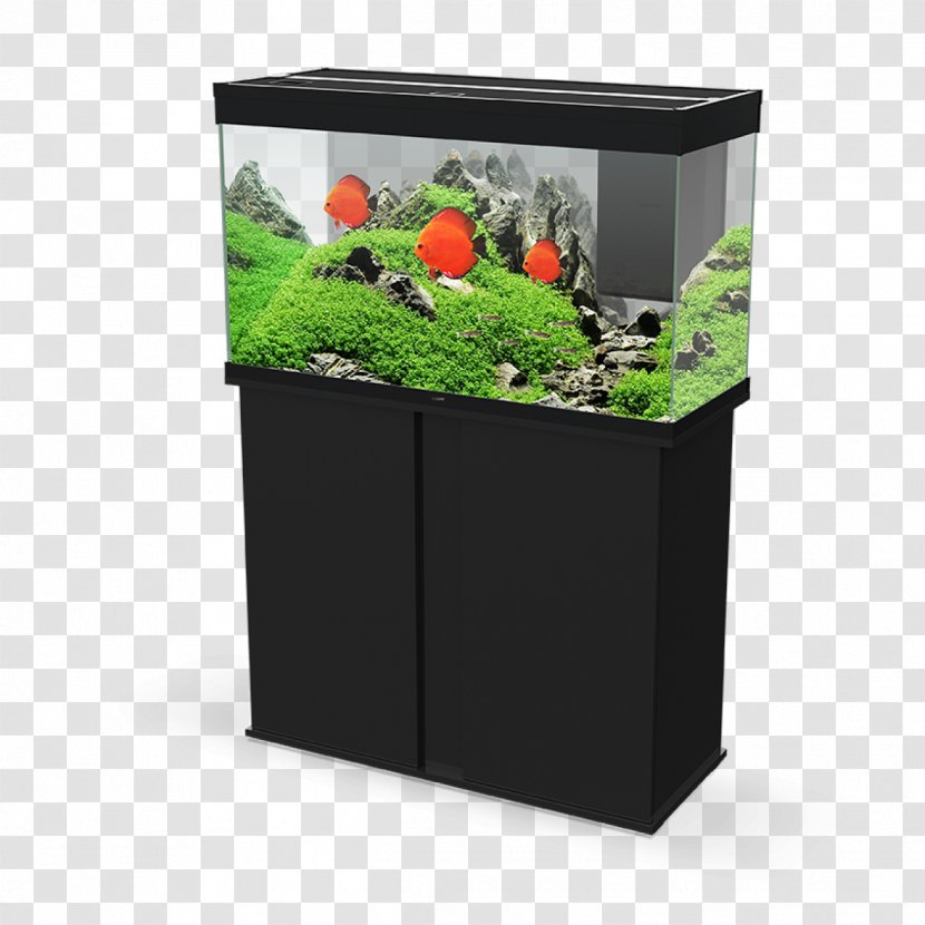 Goldfish Aquariums Siamese Fighting Fish Aquascaping - Plant Transparent PNG