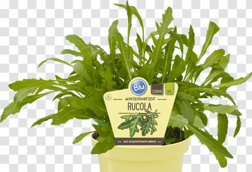 Leaf Vegetable Organic Food Herb Parsley - Fines Herbes Transparent PNG