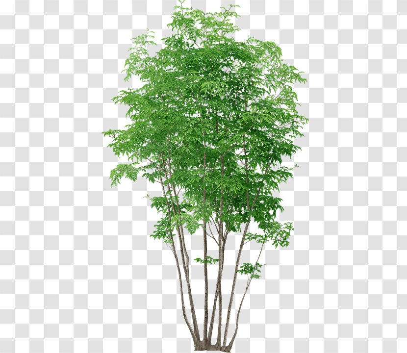 Tree Plant - Stem Transparent PNG