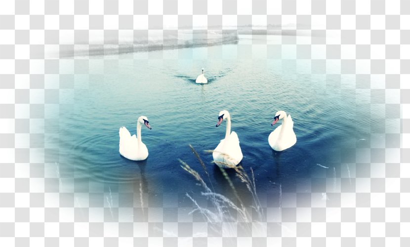 Desktop Wallpaper Mute Swan Duck Bird Cygnini - Water Transparent PNG