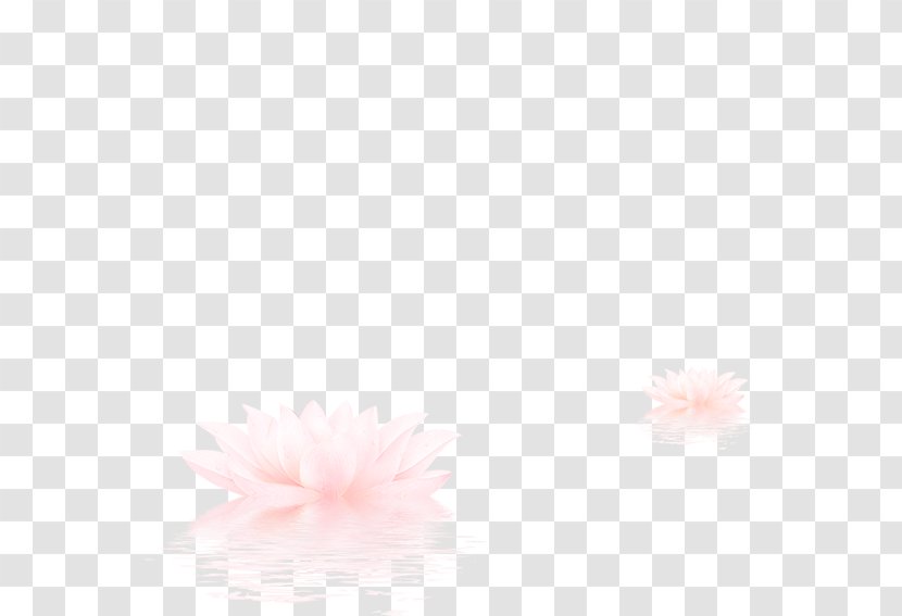 Petal Pattern - Pink - Water Lotus Transparent PNG