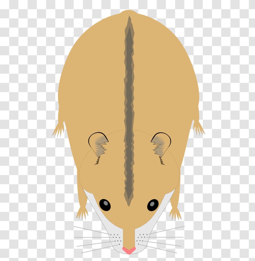Campbell's Dwarf Hamster Rodent Golden Djungarian - Mouse Transparent PNG