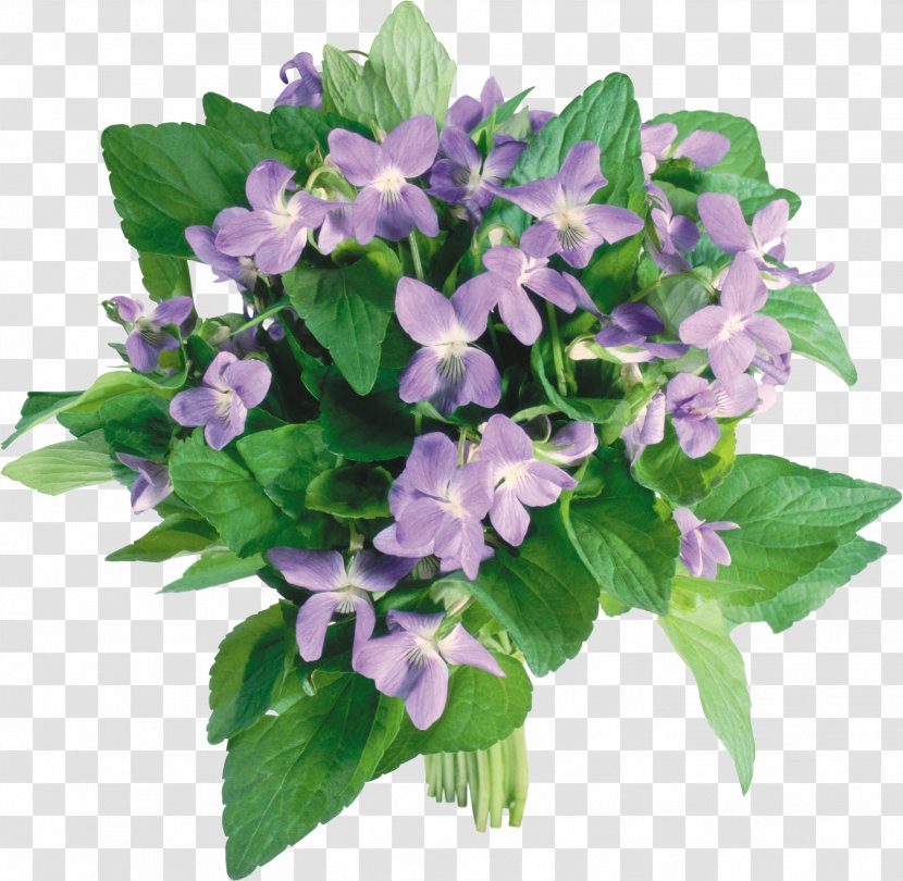 Flower Bouquet Violet Tulip - Plant Transparent PNG