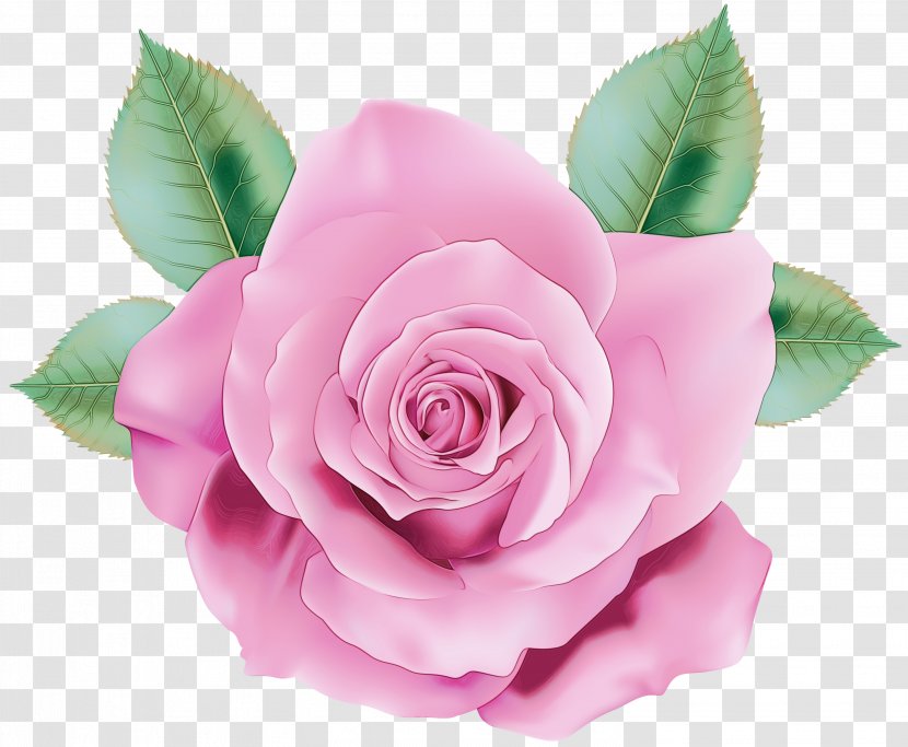 Watercolor Pink Flowers - Rose Order - Artificial Flower Transparent PNG