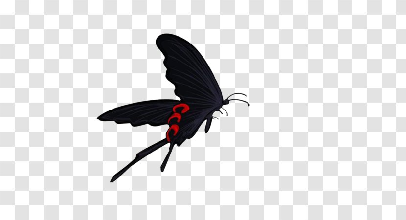 High-definition Television Computer 1080p Wallpaper - Pollinator - Black Butterfly Transparent PNG