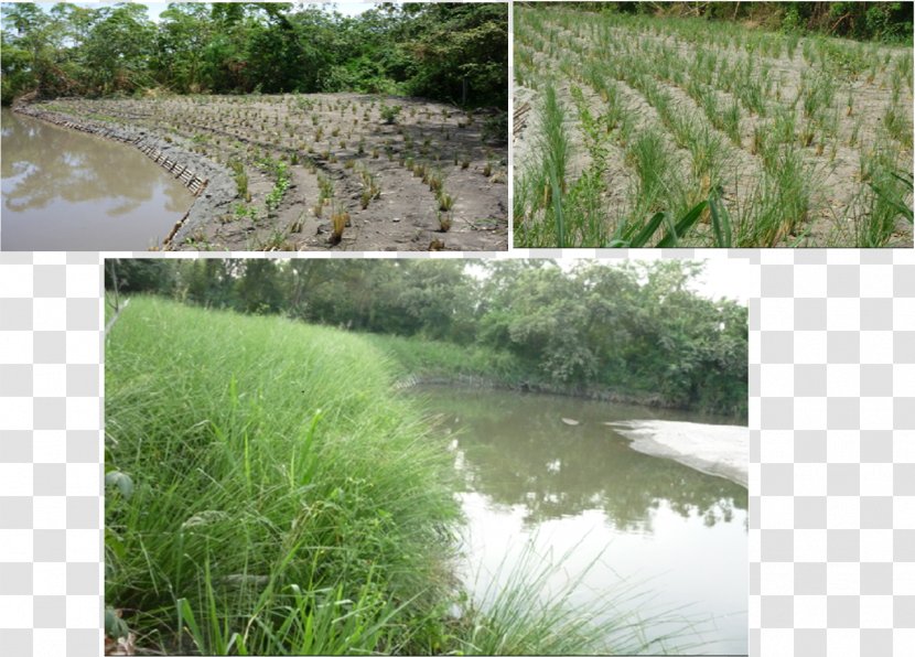 Vetiver Vegetation Erosion Surface Runoff Water Resources - Crop Transparent PNG