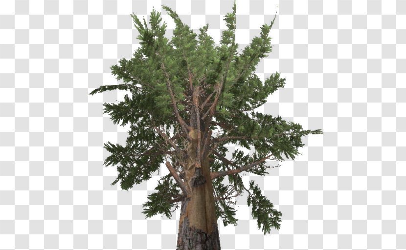 Farming Simulator 17 Larch Pine Tree Spruce - Cypress Family Transparent PNG