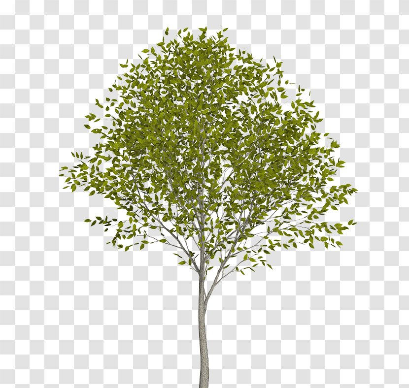 Populus Nigra Tree Twig European Aspen - Shrub Transparent PNG